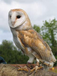 barn owl