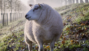 organic farming in wales